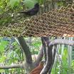 White-lined Tanager